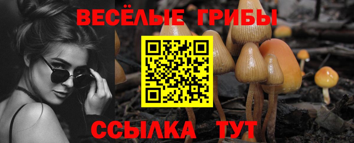 Псилоцибиновые грибы Psilocybine cubensis Чистополь